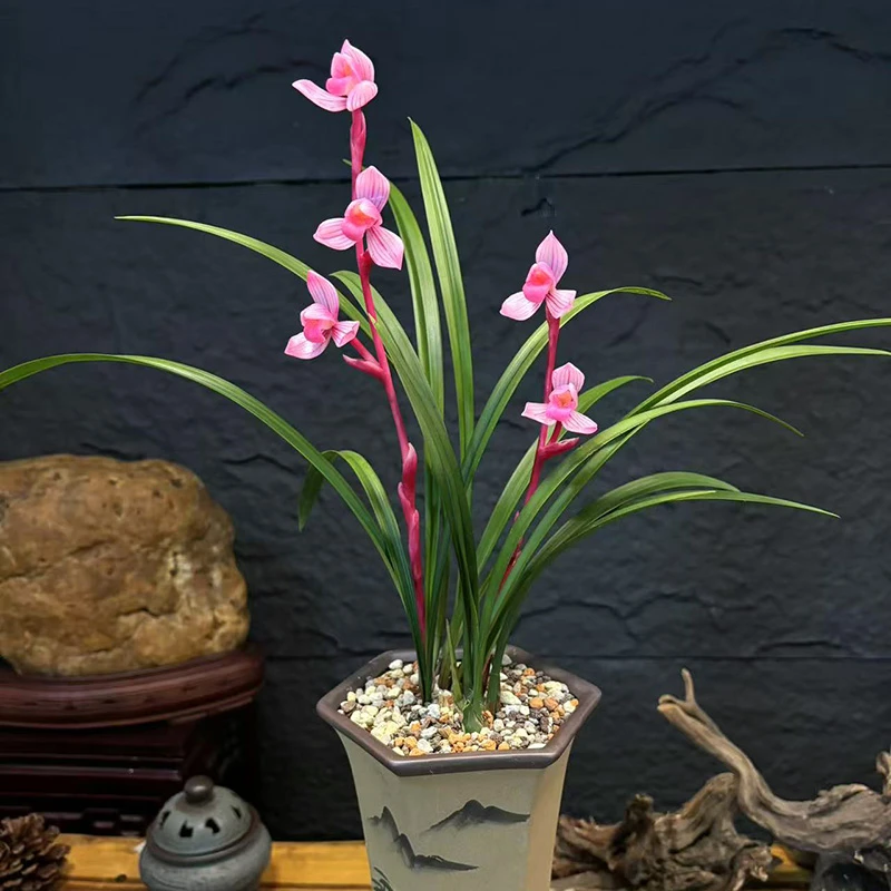 福冠天下 稀少名贵兰花 高端春兰 绿植好养兰花卉