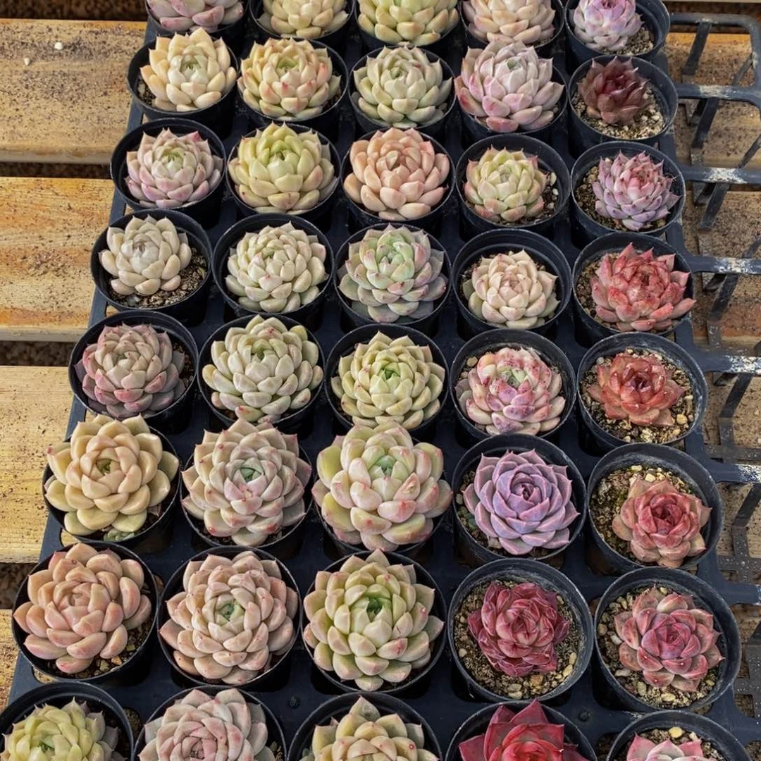 228多肉植物保护研究所所长助理研究员