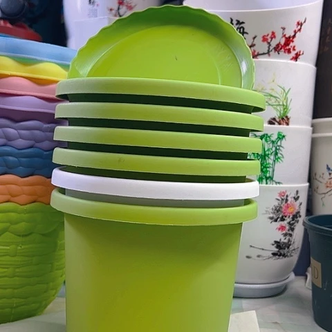 175果绿色四季盆5个白色5个绿色