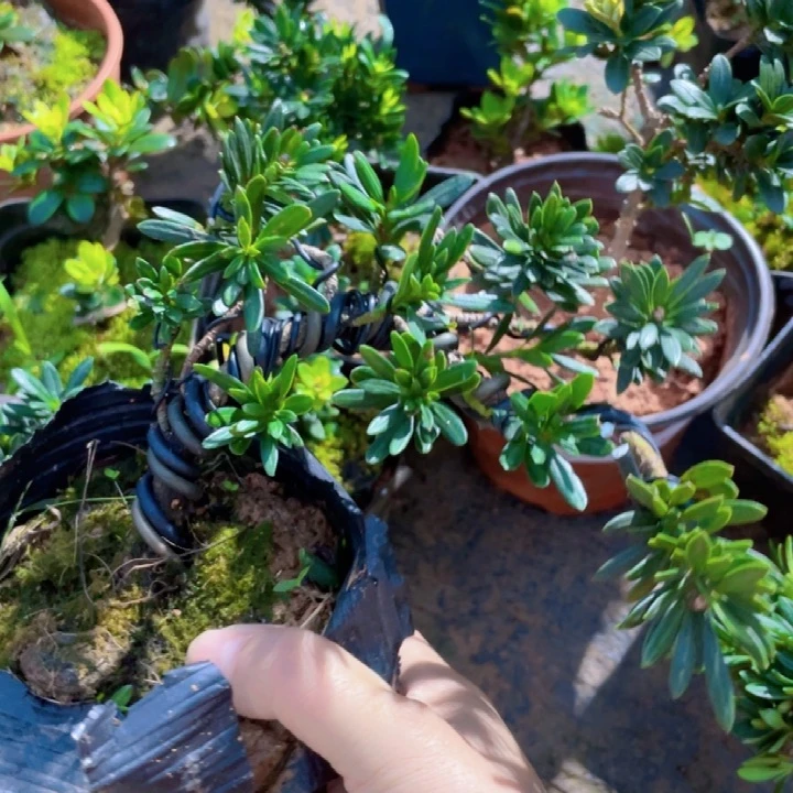 无花朵‘罗汉松鲜花绿植