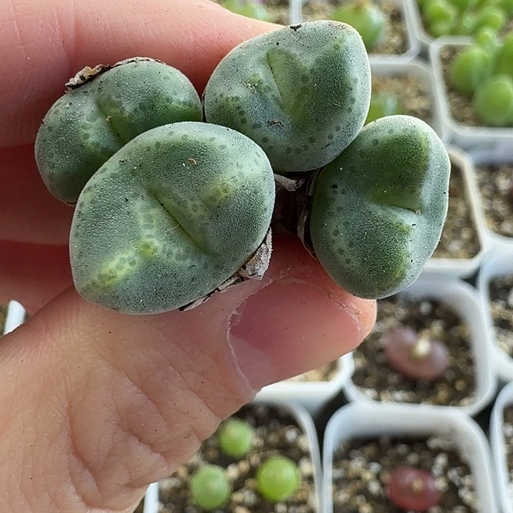 老马生石花绿豆糕2310