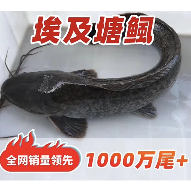 埃及鱼 塘鲺 革胡子鲶淡水鲶鱼水族活体