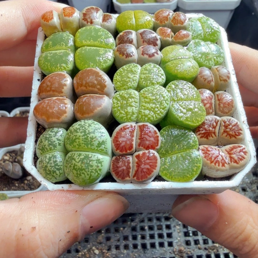 多肉植物的生长发育和生长708