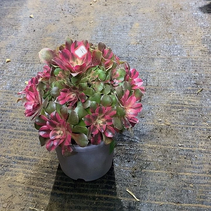 45，香妃1356....35678899