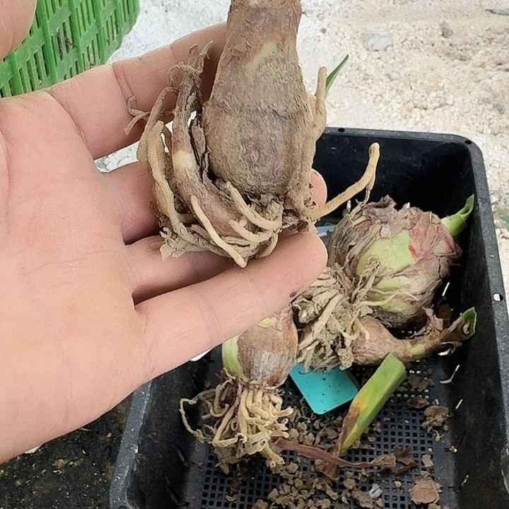 星系朱顶红一棵