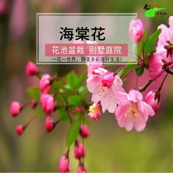 垂丝海棠花盆栽西府海棠树苗好养易活八棱海棠适合南北方庭院地栽