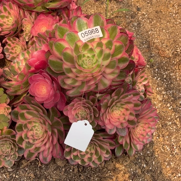 05968倾城多肉植物