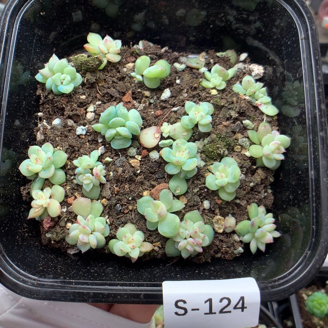 无花朵S124英语英语