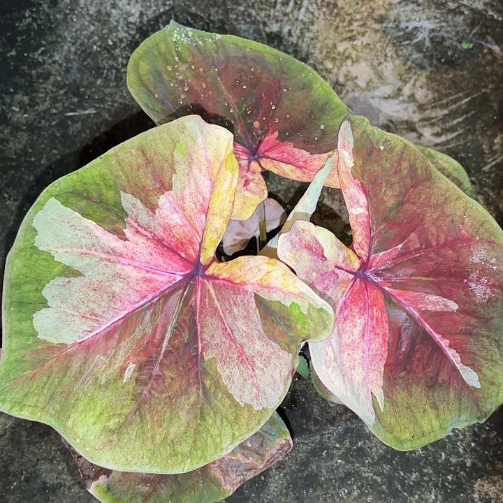 轻***雨85-0925月亮光辉泰国发货
