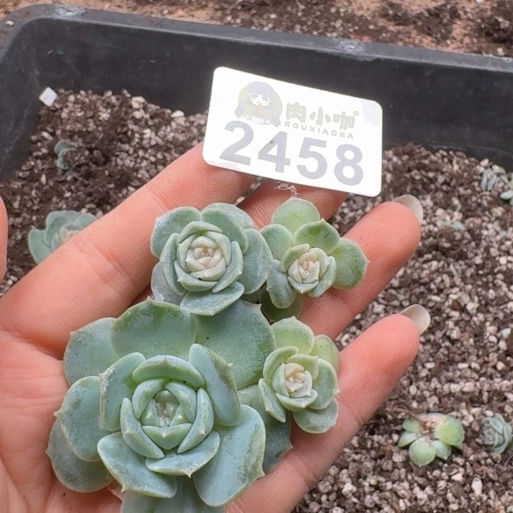 L***n多肉植物多肉植物