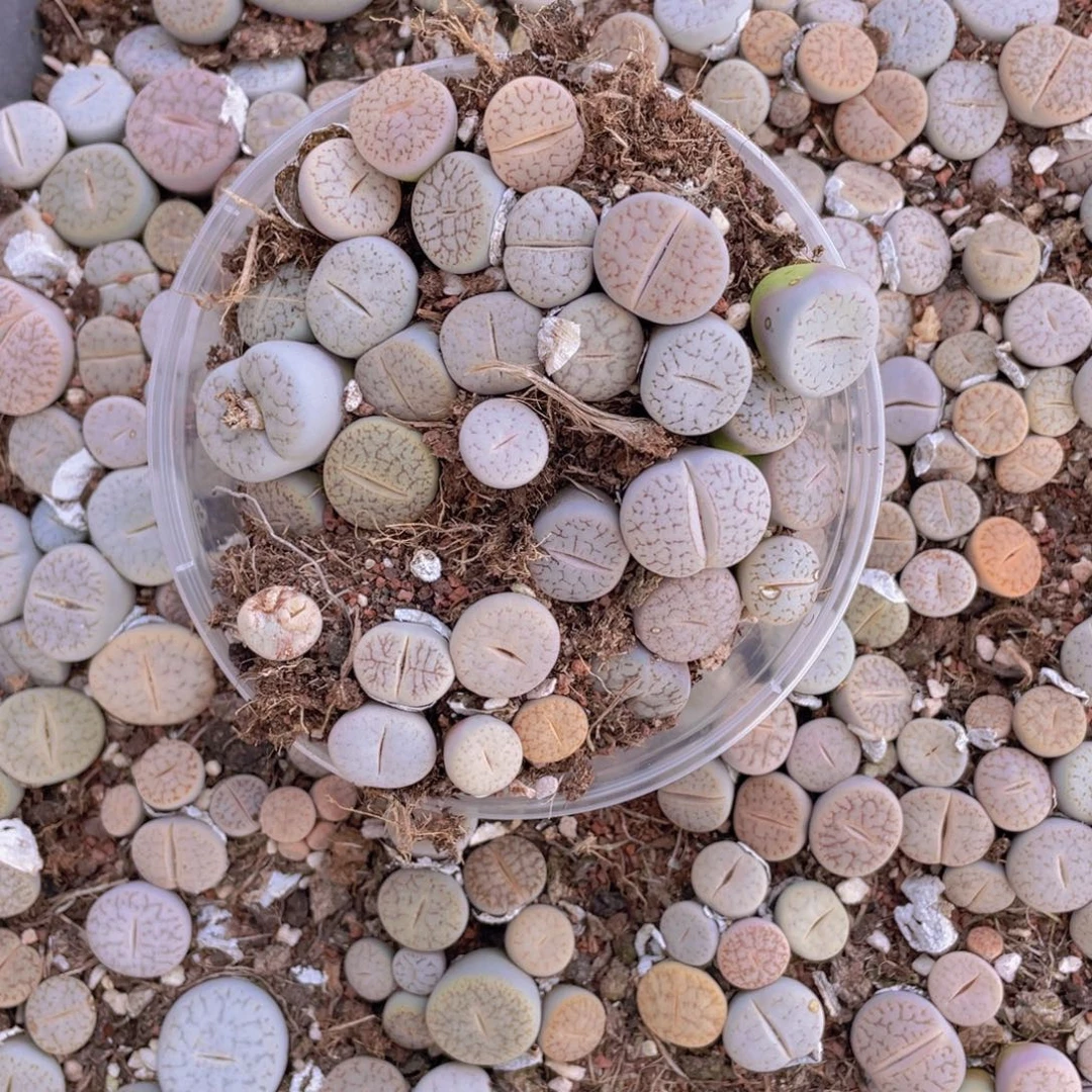 一盒曲玉8888888888