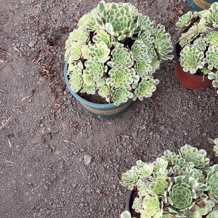 小***方绿豆沙多肉植物花花