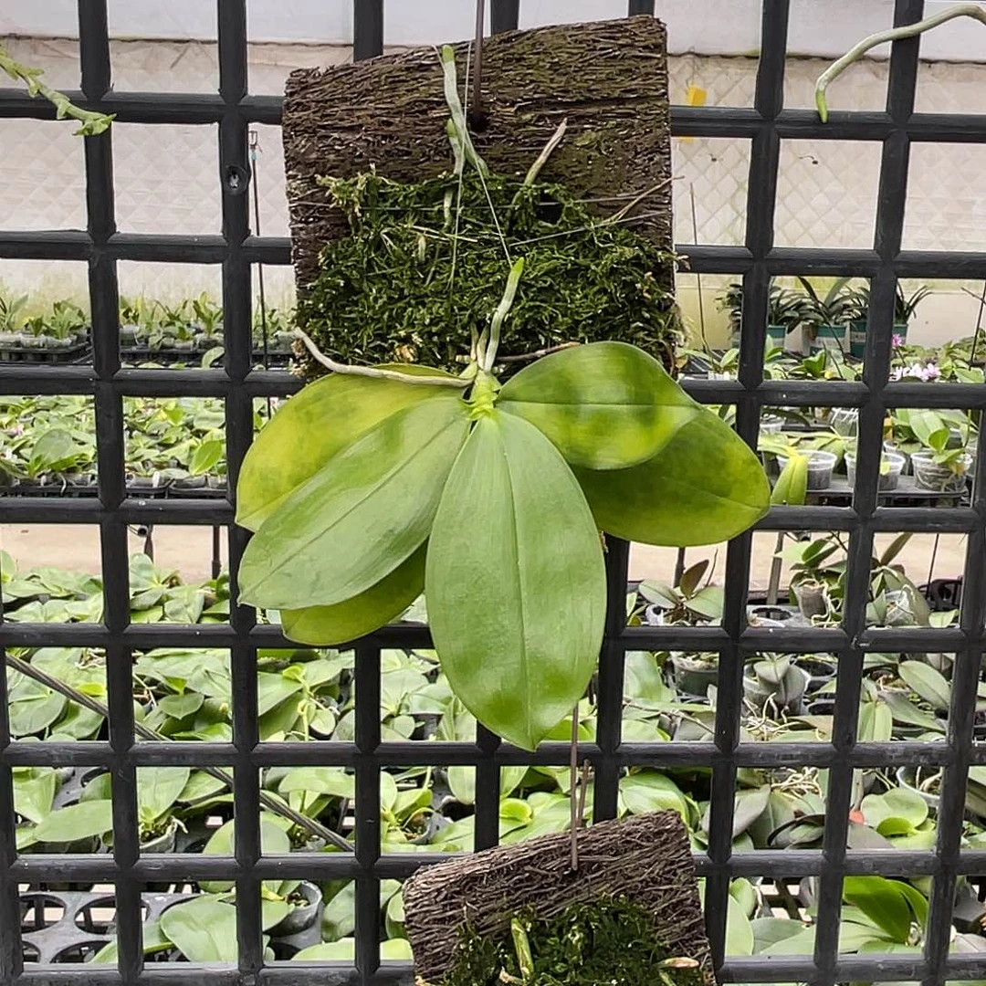 完全开放叶瑕691苗 567号