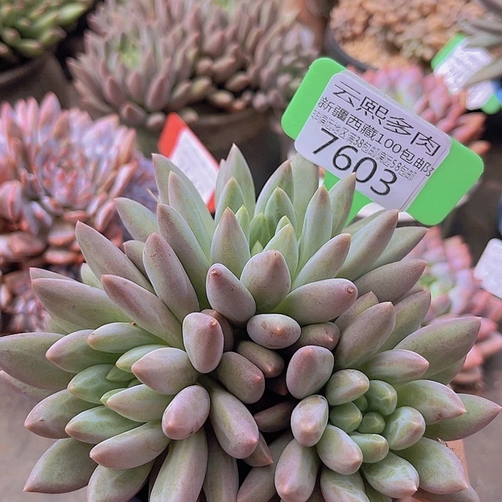 7603水晶球。       无砍
