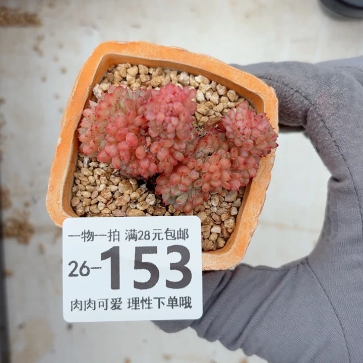白胖子缀化无盆土发货多