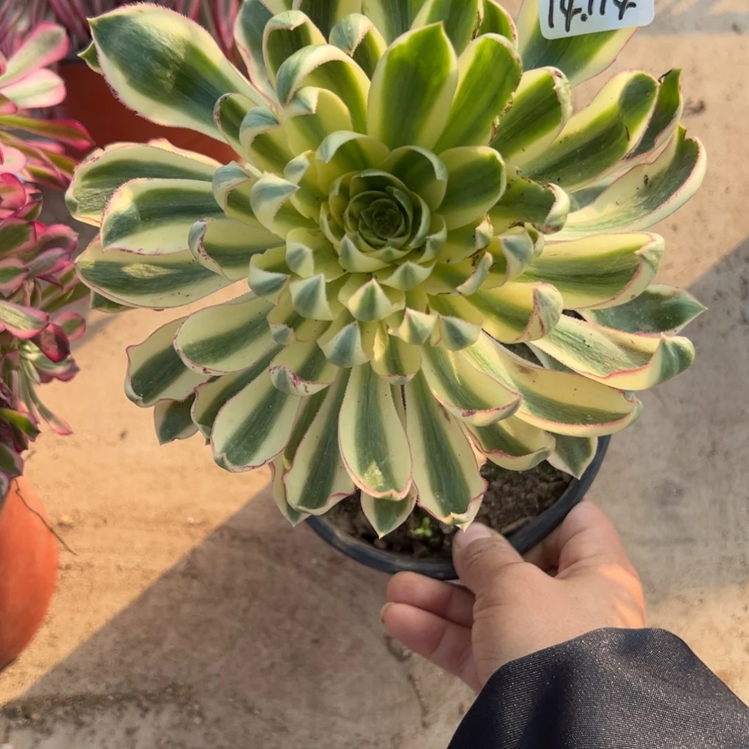 114清莲多肉多肉多肉多肉