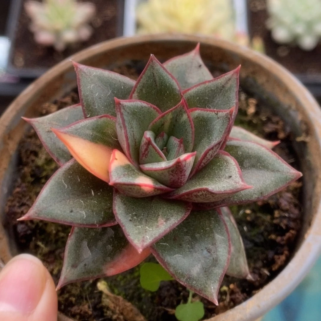 299麒麟座锦锦锦锦锦锦