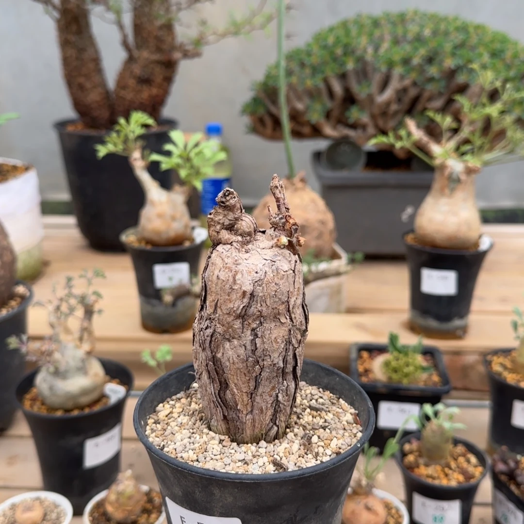 512枯木洋葵块根植物