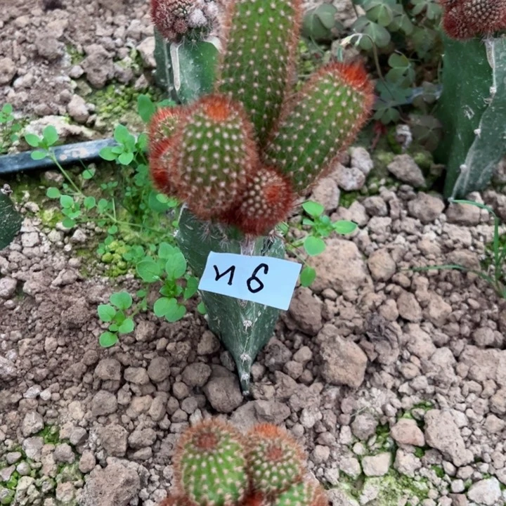 丫*N6嫁接金妞杏巨人30