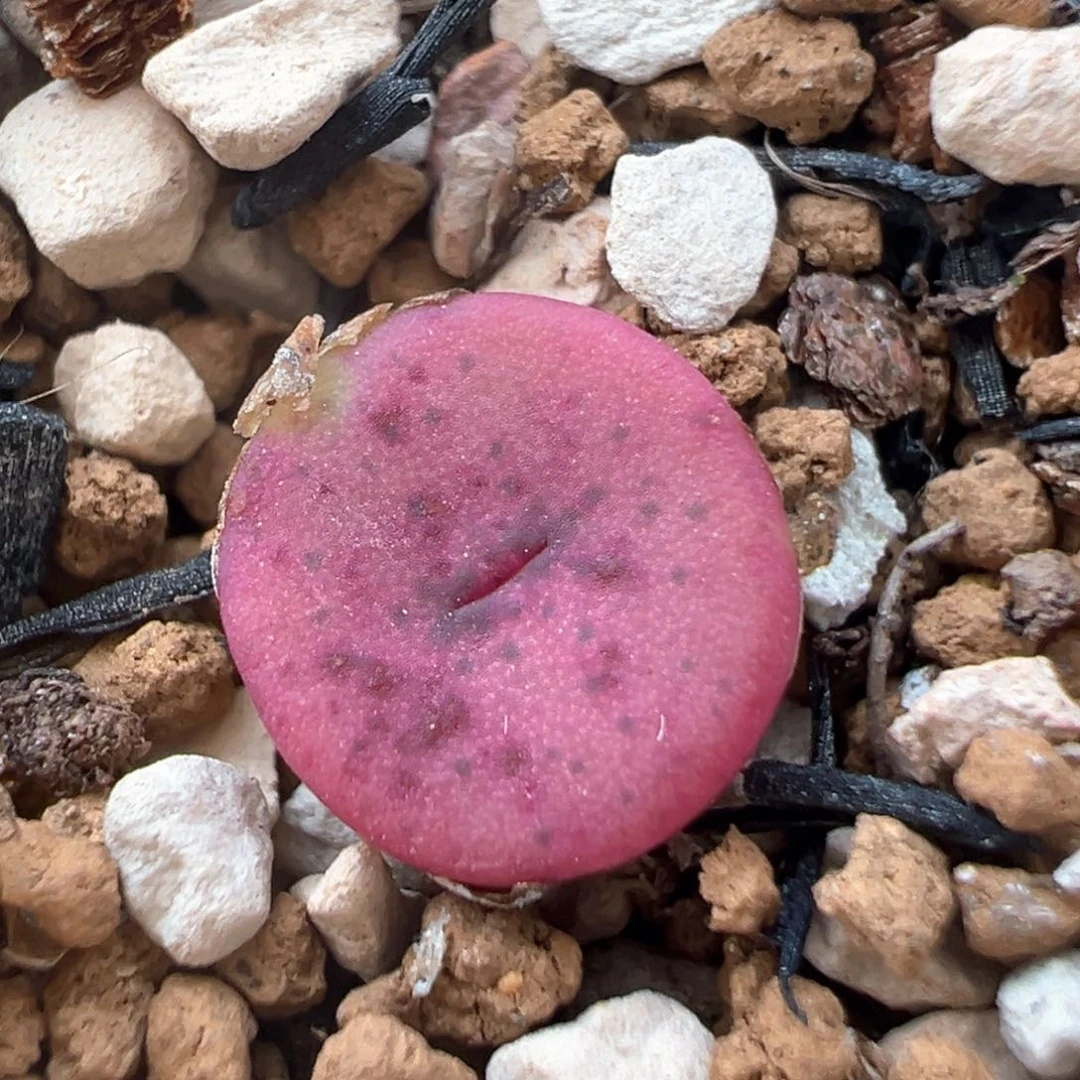 2902多肉植物百科知识