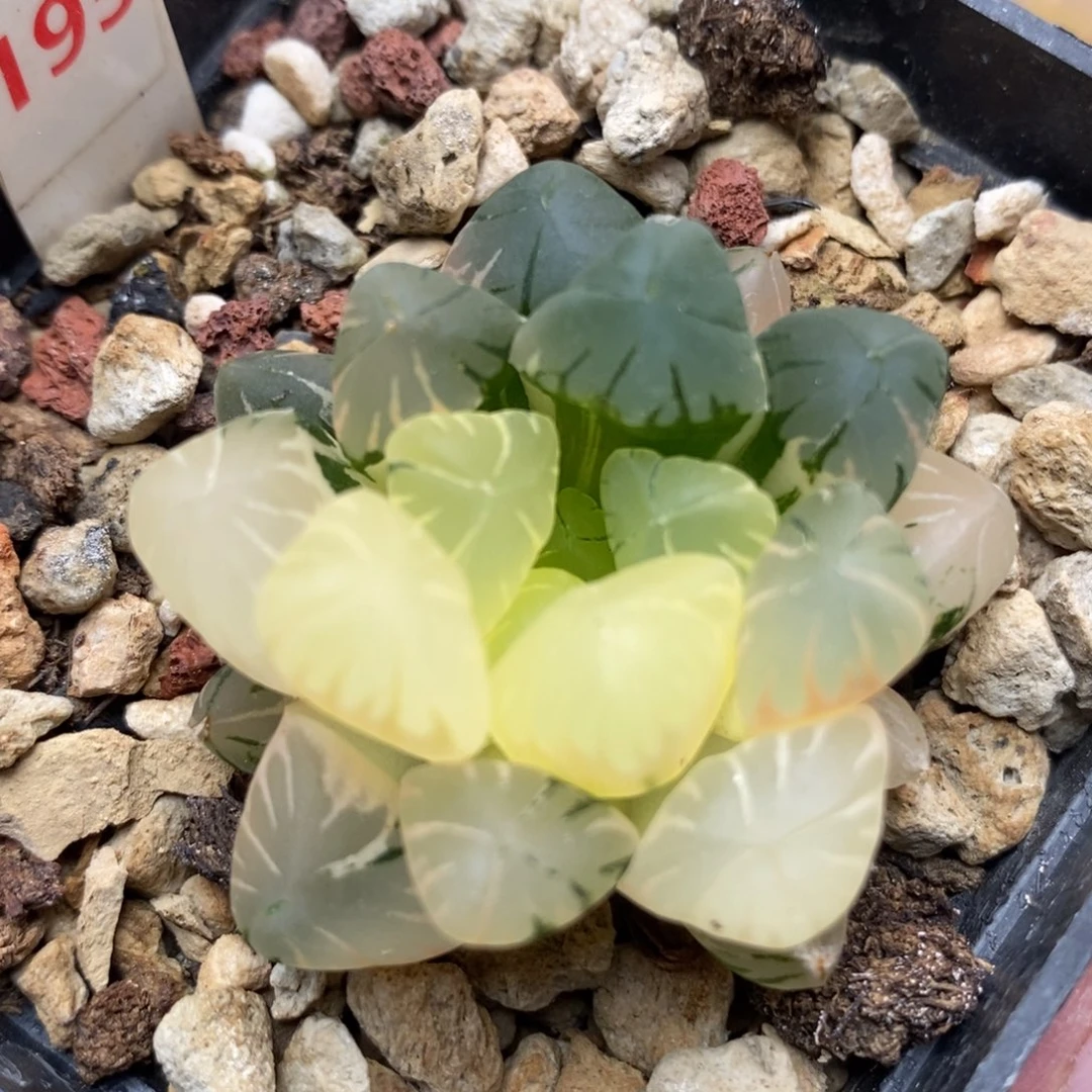 195广濑玉露锦一物一拍