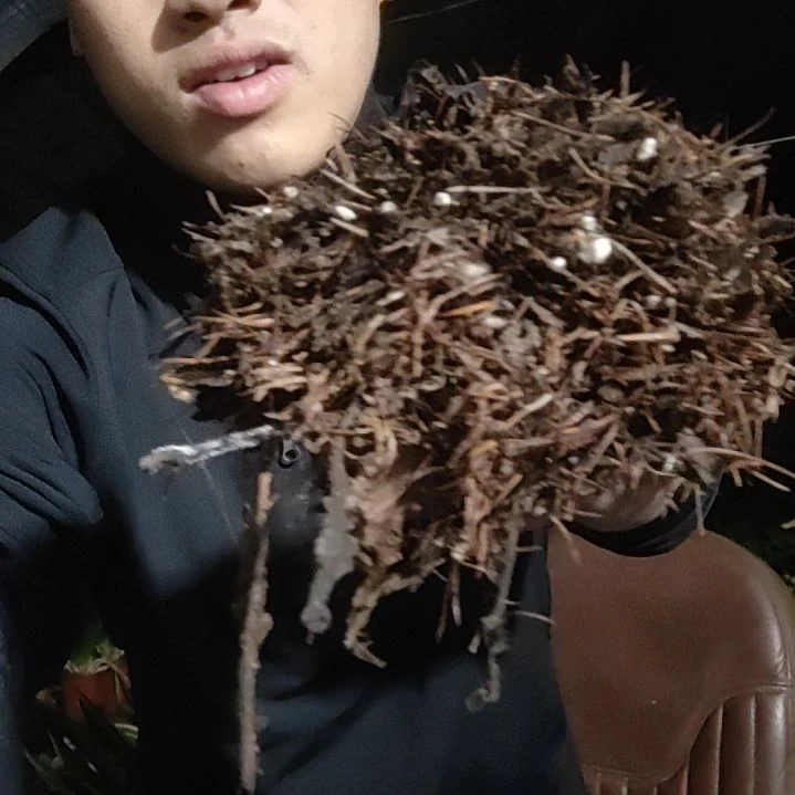 吉***材君子兰腐叶土专用土