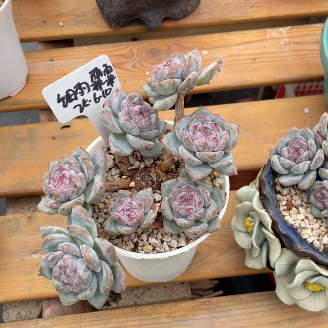 细**霏细雨霏霏11111111111