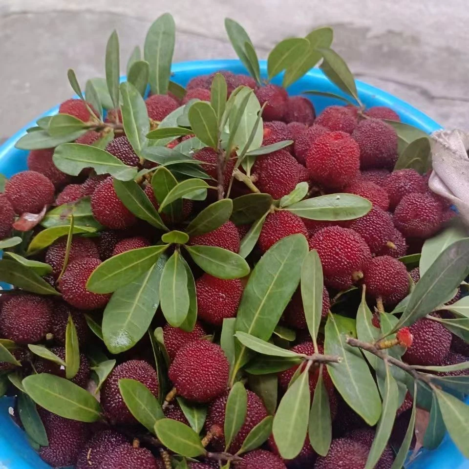 贵州高山小新鲜杨梅现摘酸甜多汁当季优质水果孕妇适宜