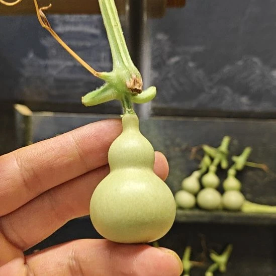 张***拿天津嘴儿咕噜咕噜