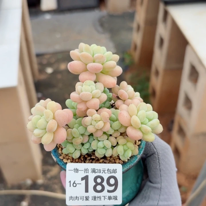 洛可可无盆土发货多肉多