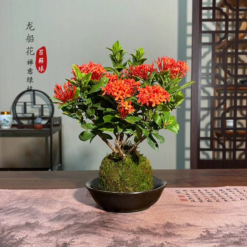 【宏展】龙船花苔藓球（满花苞）龙船花新中式仙丹花开四季