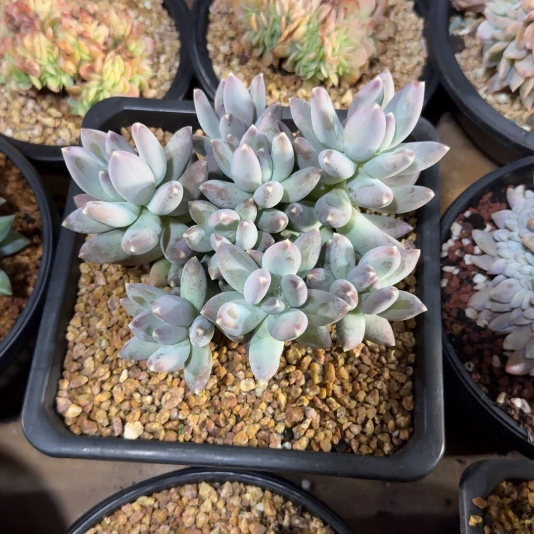 松果美人11111111111111111111