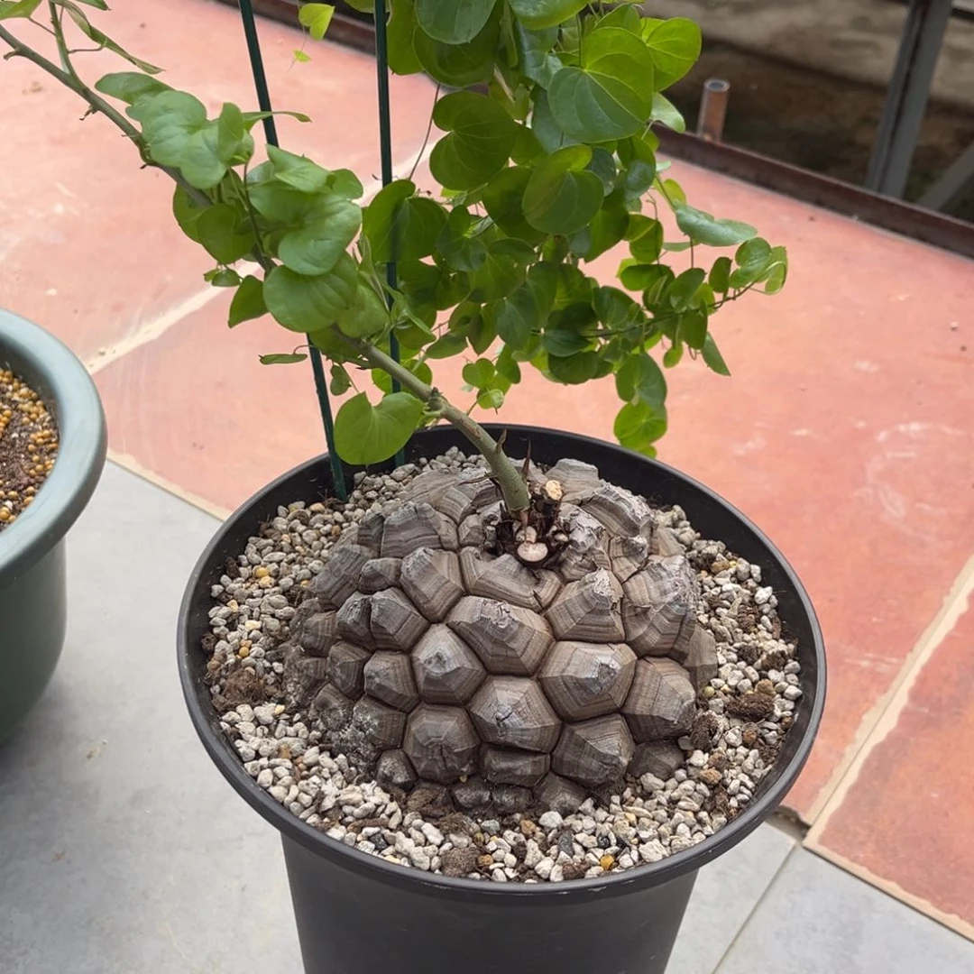 落**殇龟甲龙带盆发货啦