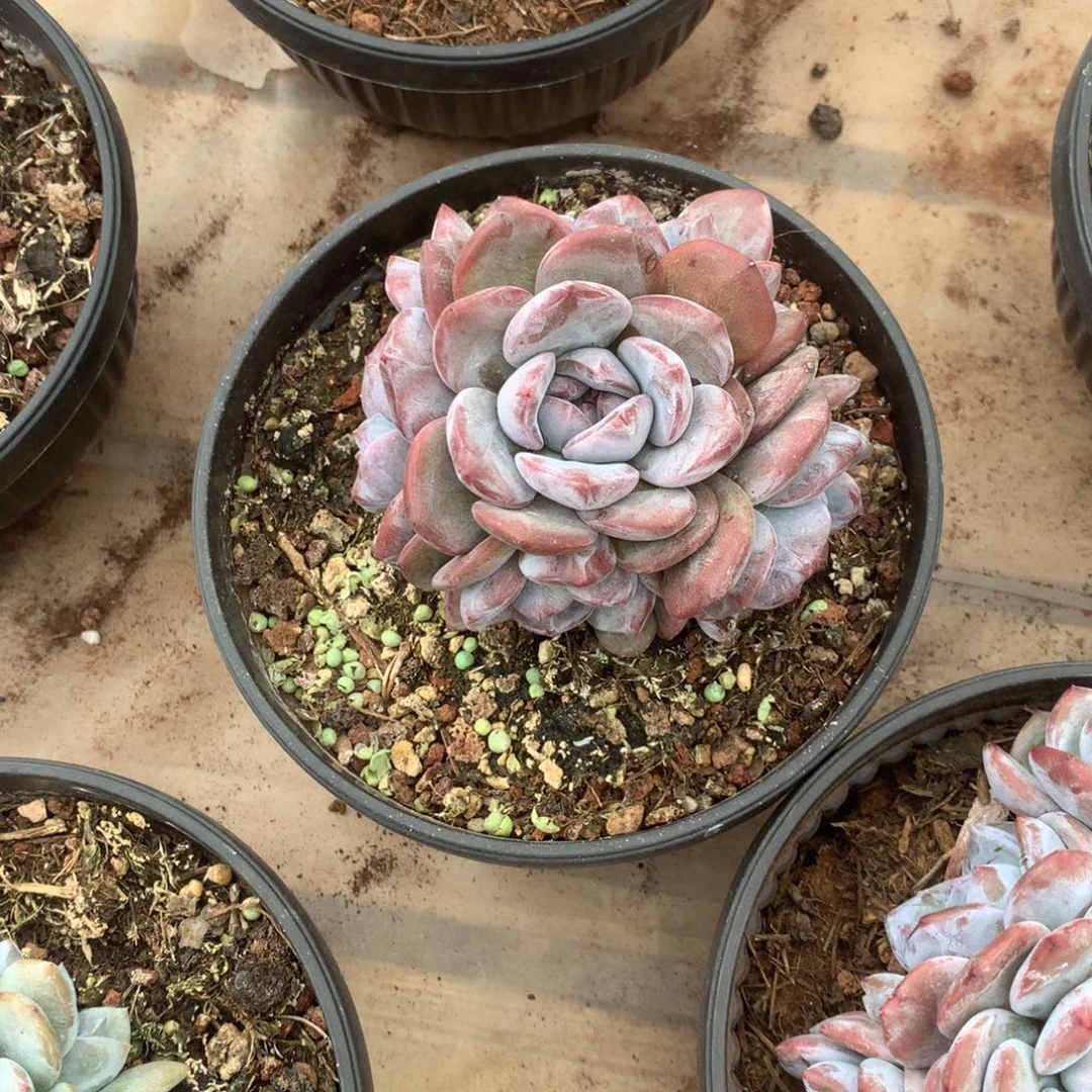 无花朵无砍花花花花花花花花32