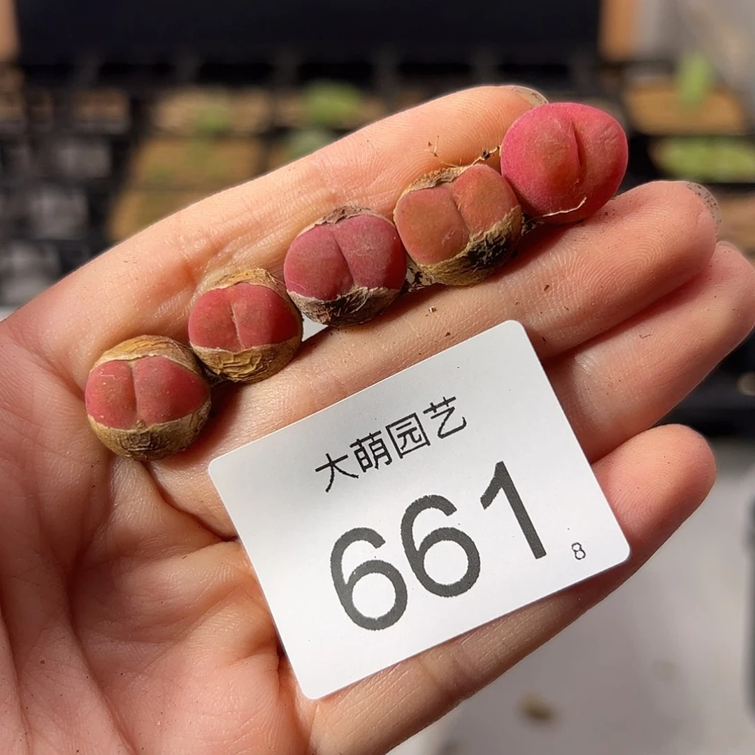 0000661 一物一拍。