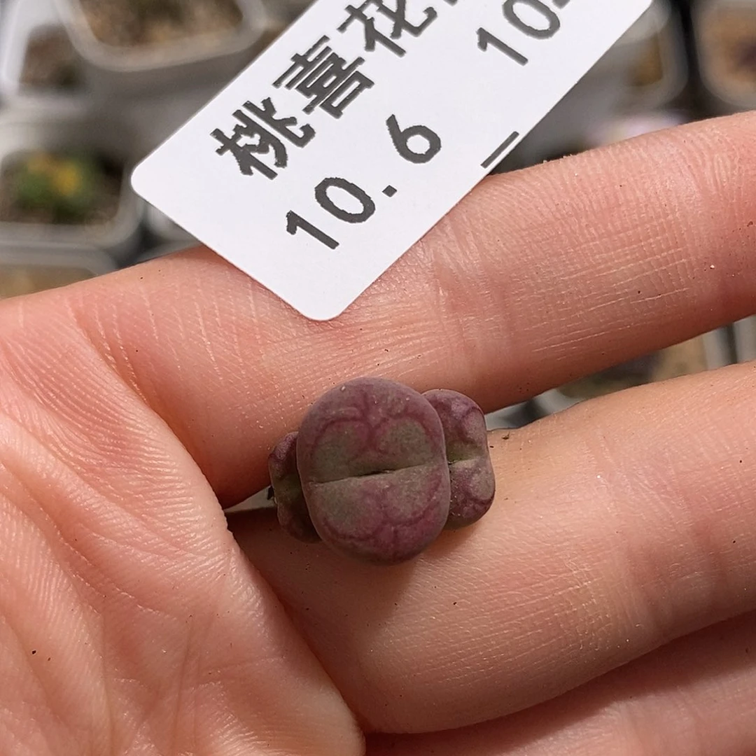 一**?1006-104-杂交福利 脱土