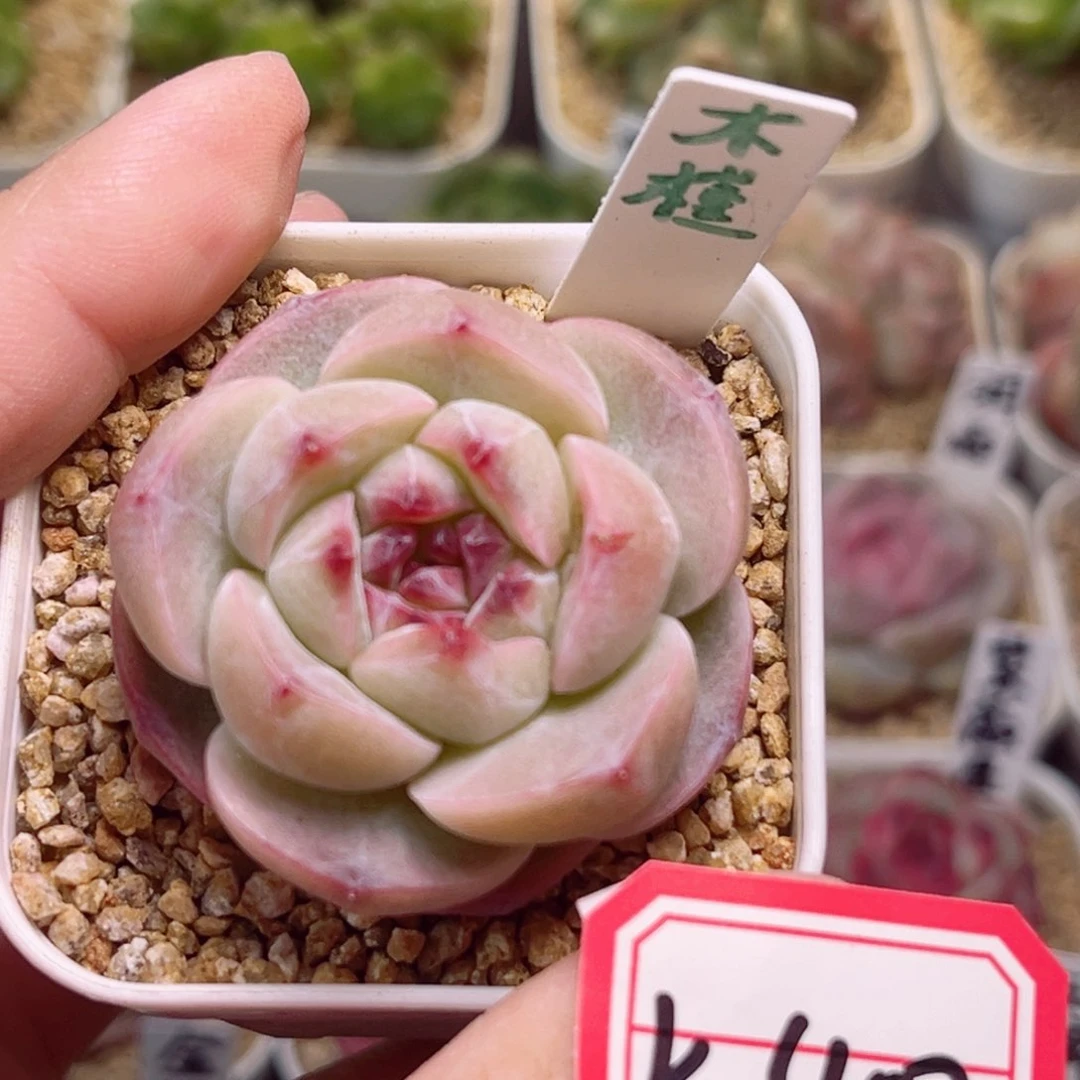 K400一物一拍 木槿珍妮