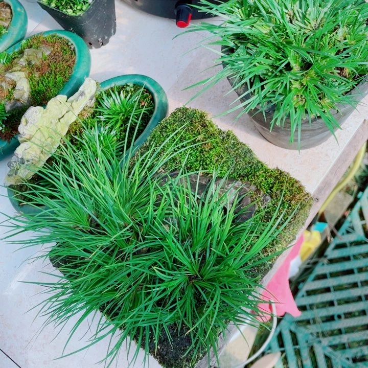 宽*老青砖虎须88888