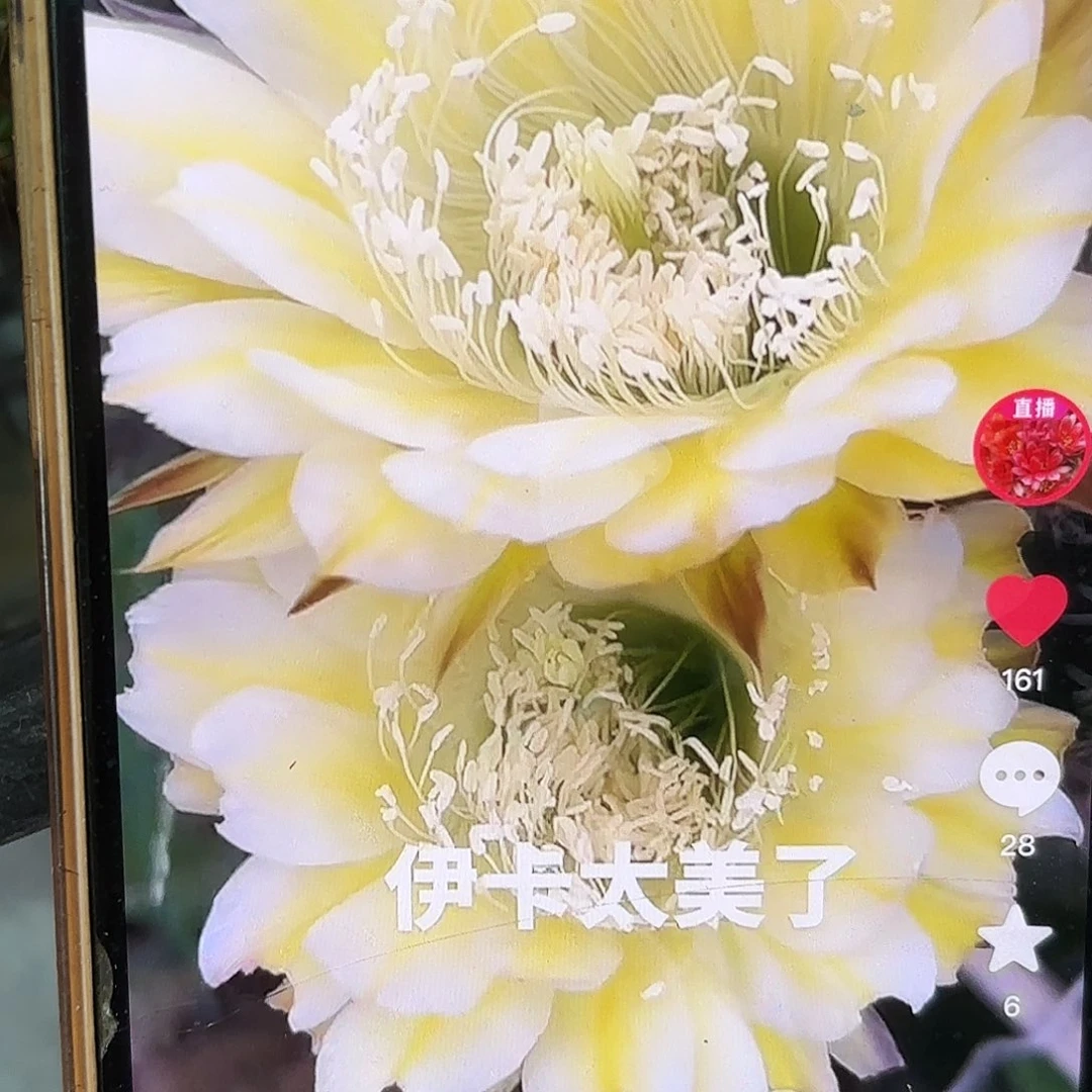 伊卡彩侧牙20包邮仙人球30