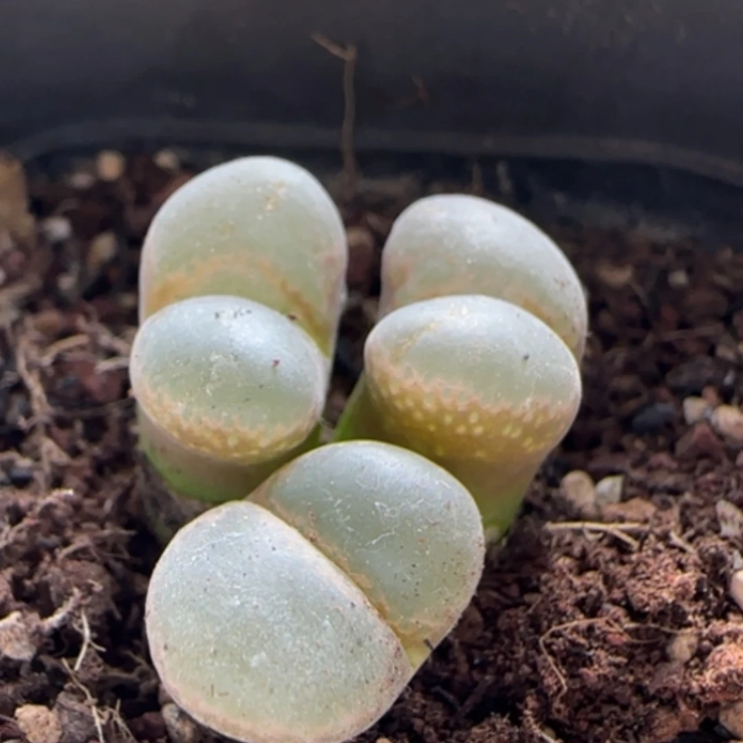 【闪购商品】21211