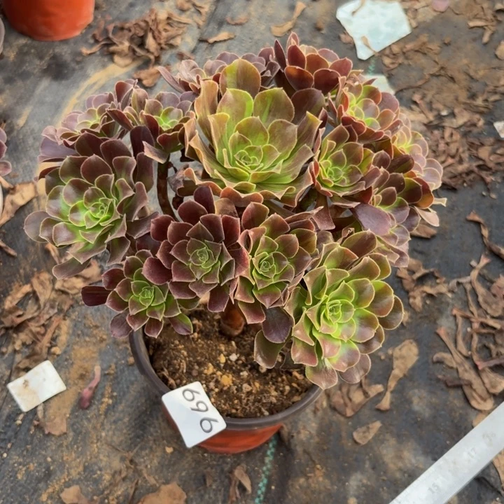 欧若拉多肉植物不包损696