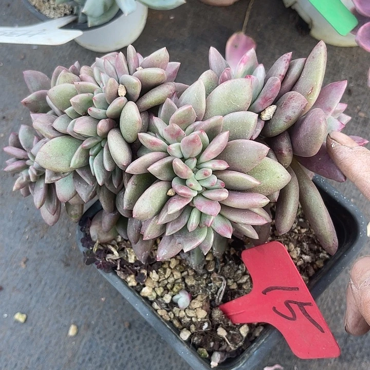 两单包邮，一物一拍，15桃花源缀