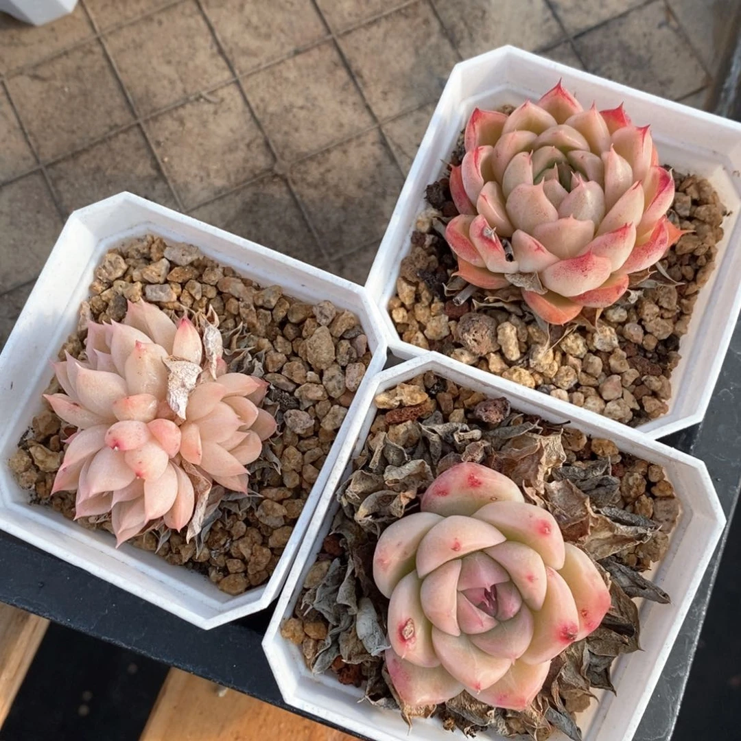 精品多肉一物一拍不包整181