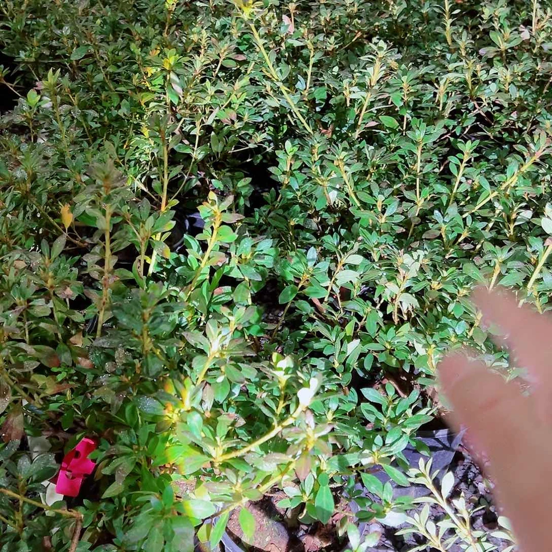 无花朵盆景皋月杜鹃黑红之月