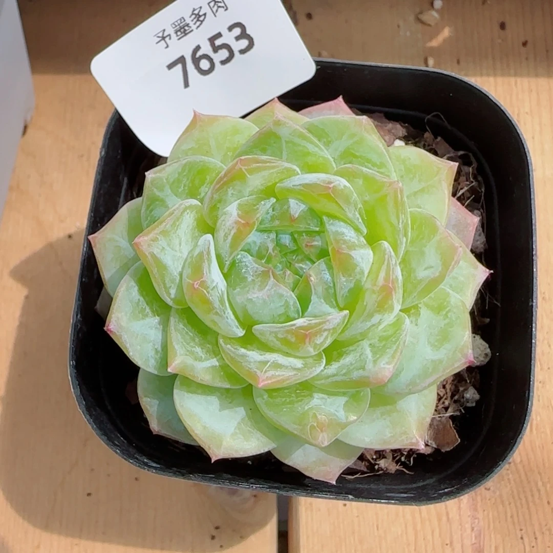 孤品，7653多肉植物