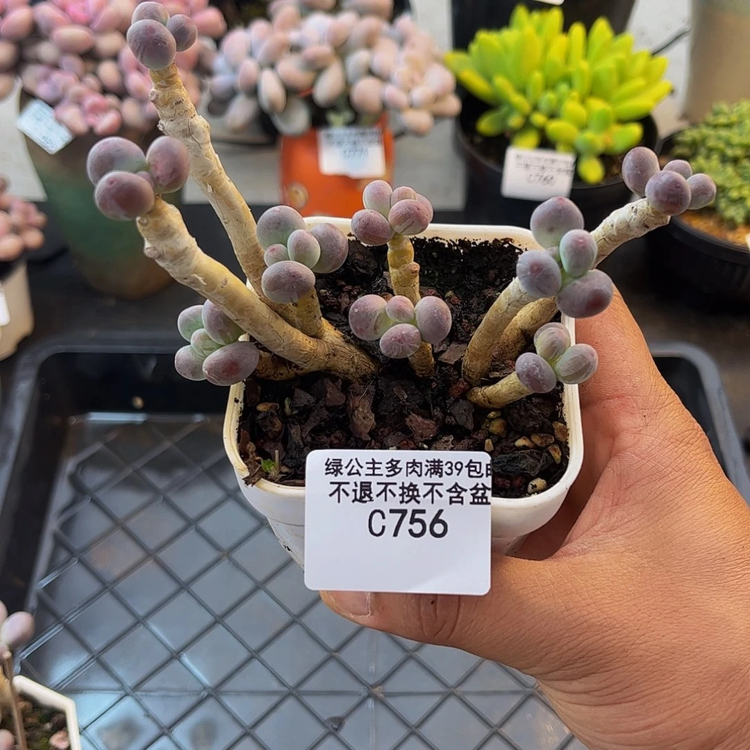 756苹果奶酪10cm多肉