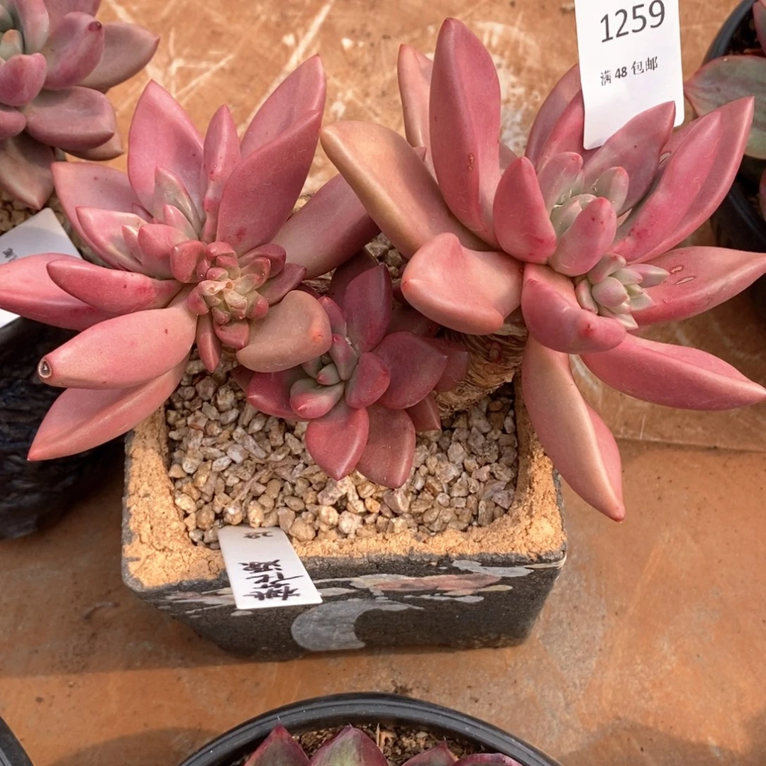 大***。桃花源群生多肉多肉259