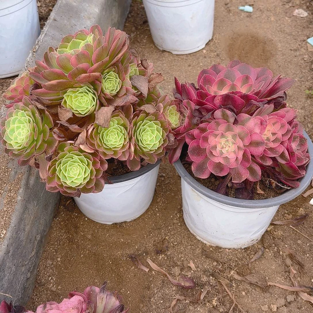 奶白倾城多肉植物二号