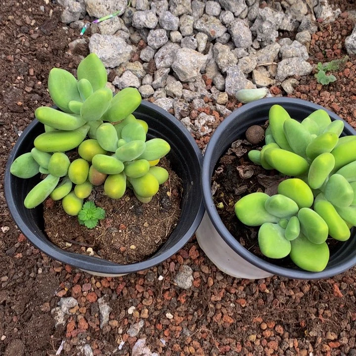 芒果吗。