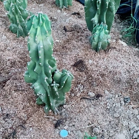 50公分左右脱土发货量天尺象腿柱